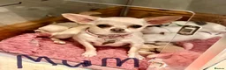 Chihuahua dogs for sale: KC Regd Chihuahua Pups parents fully health tested - Advert 3