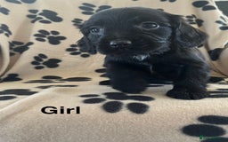 Sprocker dogs for sale: Sprocker Puppies - Image 3