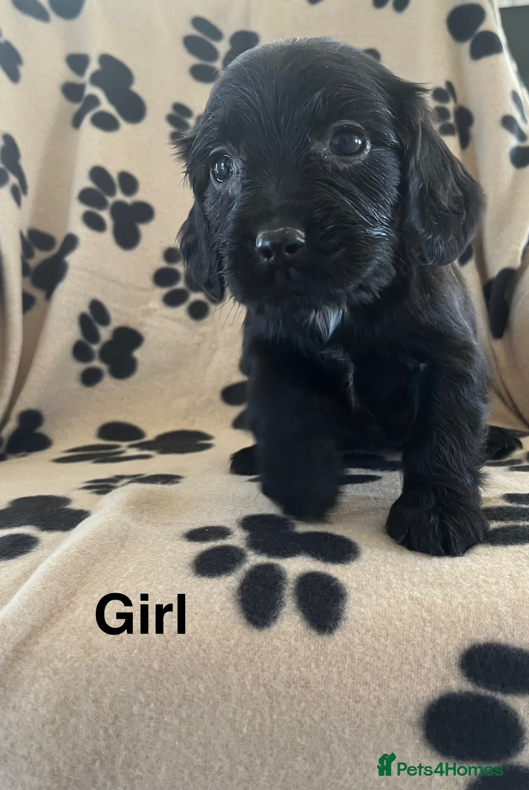 Sprocker dogs for sale: Sprocker Puppies - Image 3