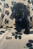 Sprocker dogs Sprocker Puppies - Advert 5