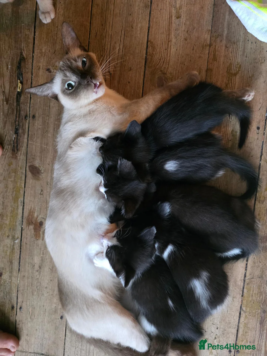 Burmese cats for sale: Burmese x - Advert 12