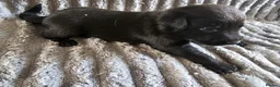 Labrador Retriever dogs for sale: Labrador Puppies - Advert 8