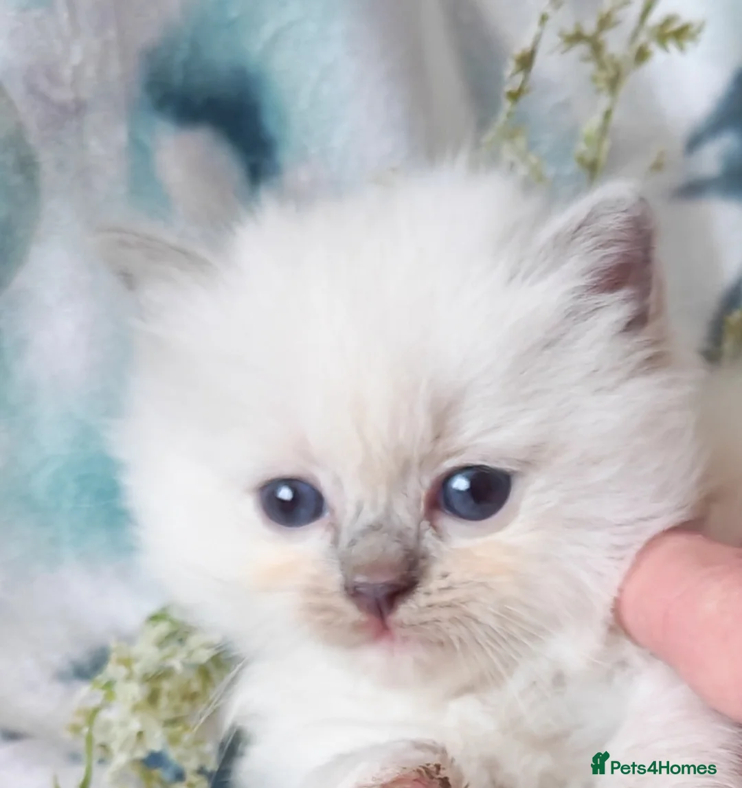 Ragdoll cats for sale: BEAUTIFUL RAGDOLLS KITTENS GCCF REGISTERED  - Advert 12