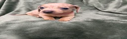 Dachshund dogs for sale: Dachshund - Advert 18