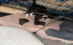 British Shorthair cats for sale: 2 Kittens  - Image 2