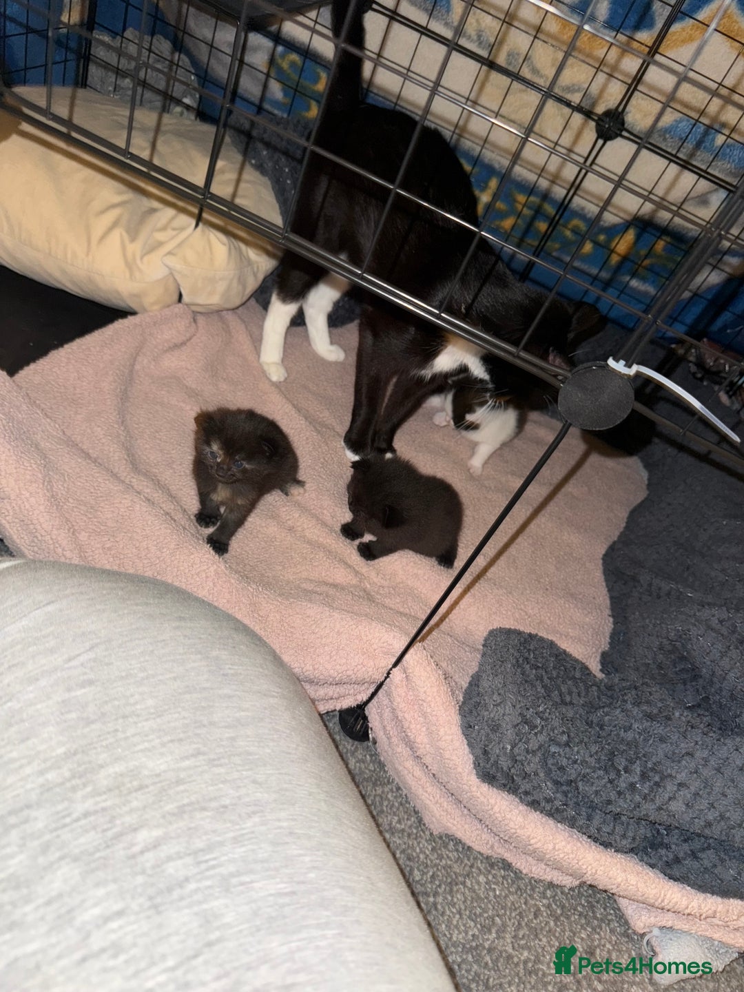 British Shorthair cats for sale: 2 Kittens  - Image 2