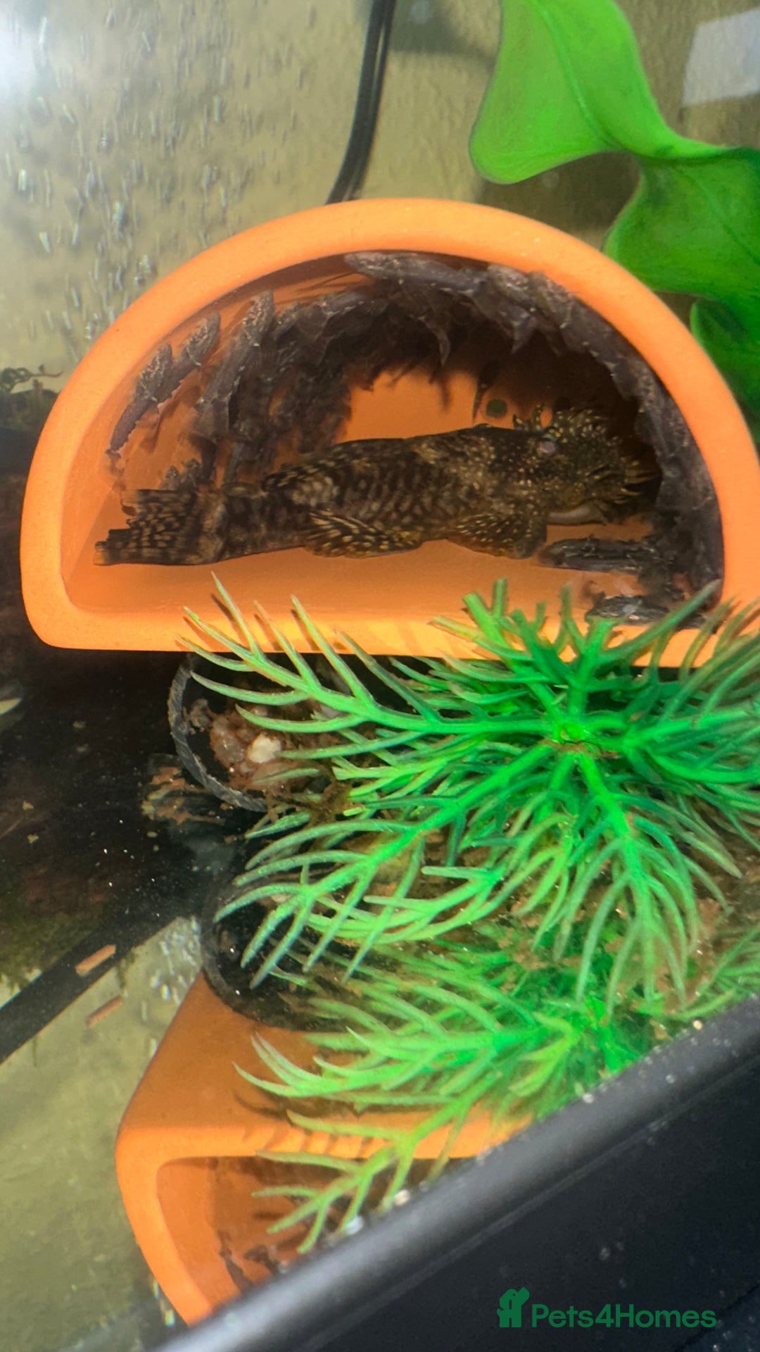 Plecos fish for sale: Baby Bristlenose Plecos for Sale - Available now! - Advert 9