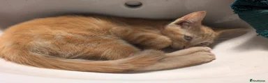 Ginger