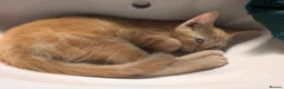 Mixed Breed cats for sale: Beautiful mixed breed kittens - Advert 4