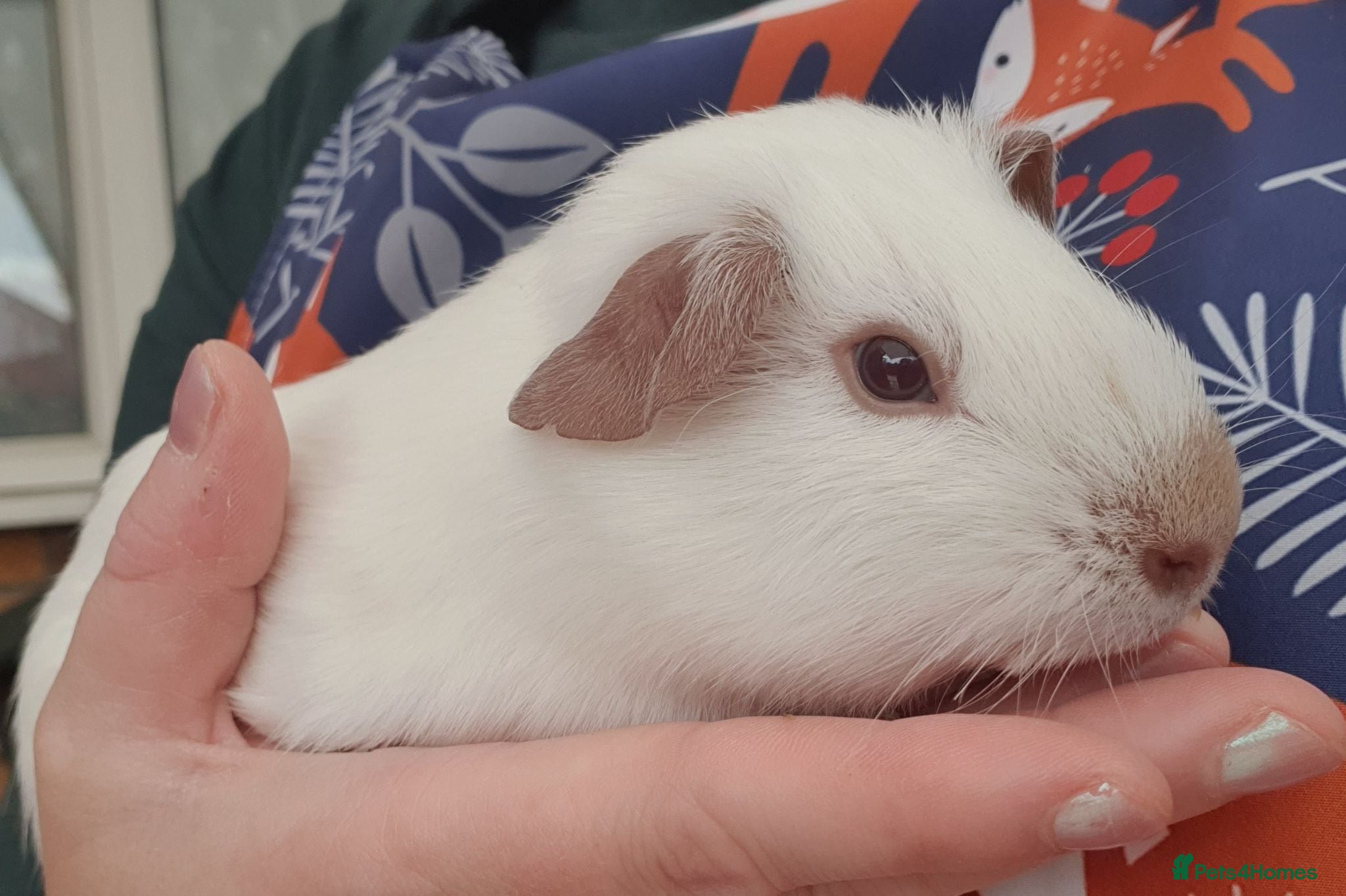 Guinea Pig rodents Beautiful guinea pigs - Advert 2