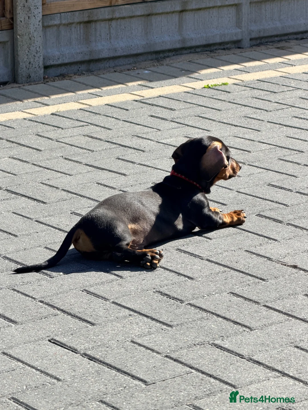 Miniature Dachshund dogs for sale: Male miniature Daschund 5 months old  - Advert 2