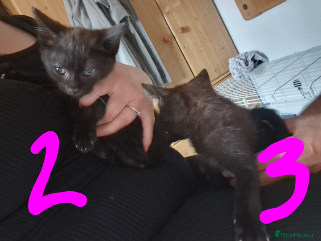 Domestic Shorthair cats for sale: Kittens for sale  - Image 7