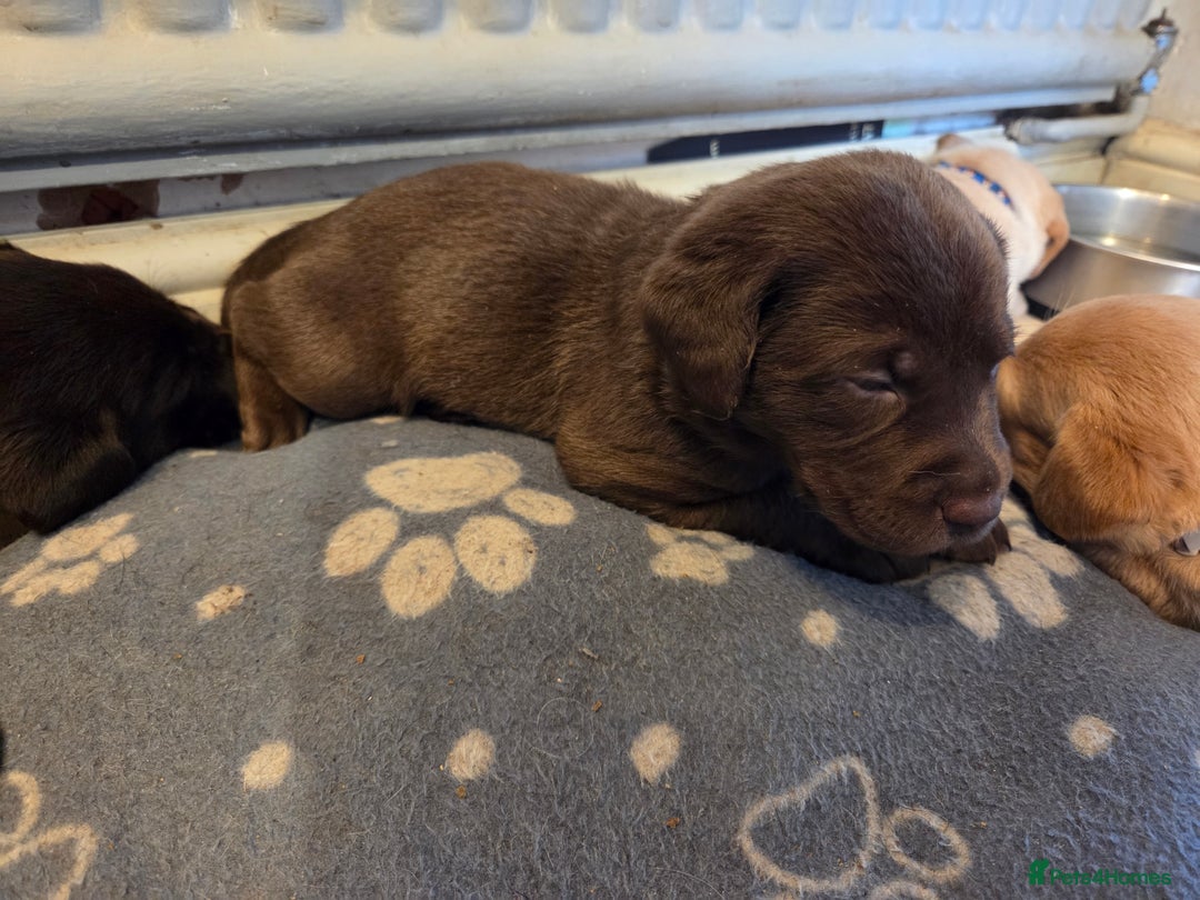 Labrador Retriever dogs for sale: 8 gorgeous chocolate/yellow girl & boy lab pups  - Image 27