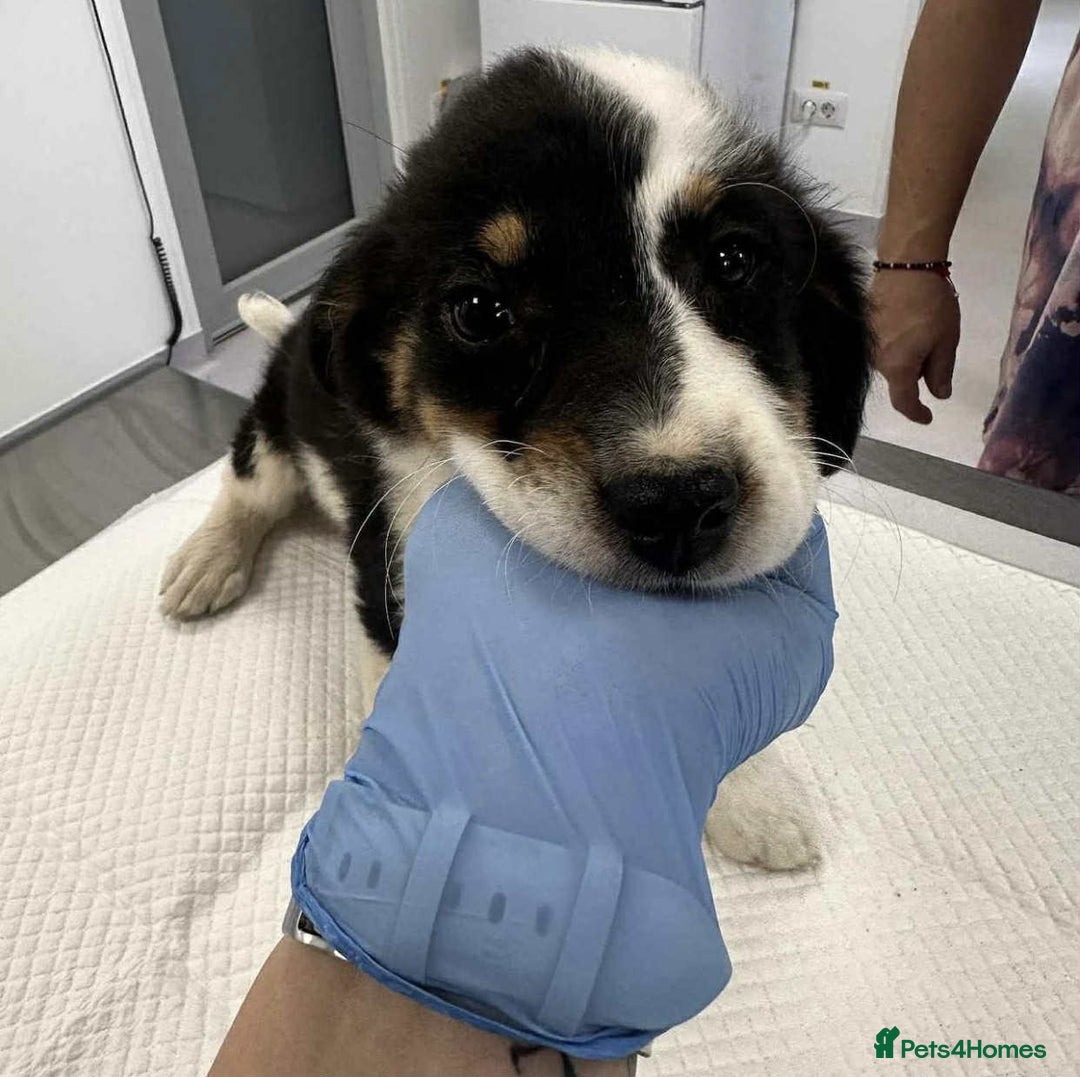 Mixed Breed dogs for adoption: 🥦Broccoli🥦 for adoption, coming into BUCKS - Image 8