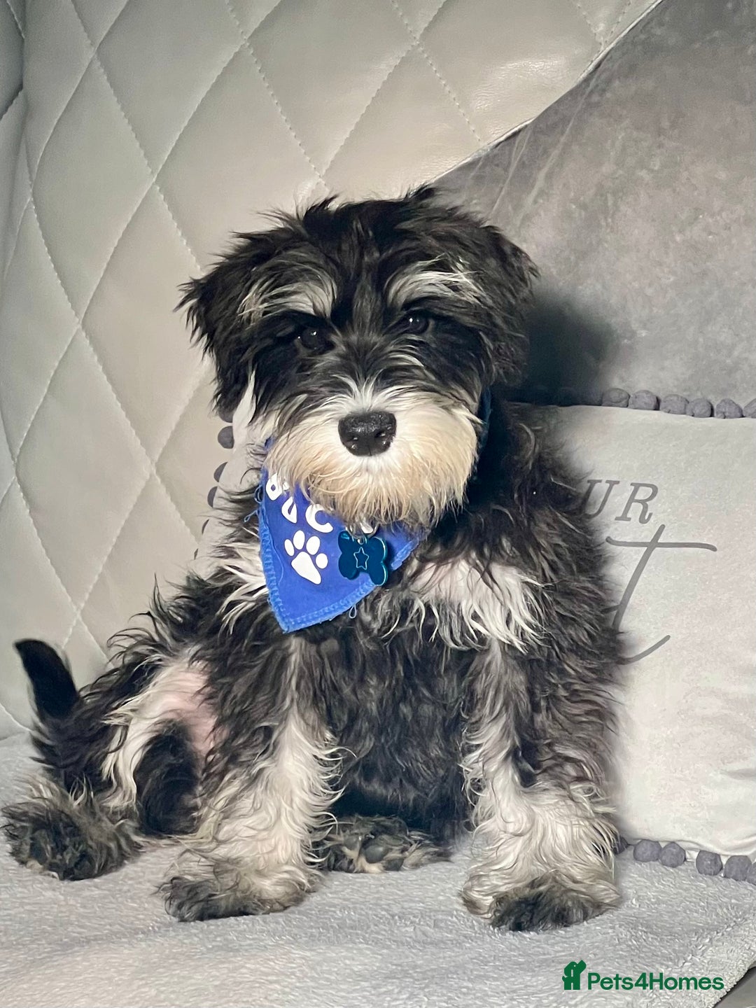 Miniature Schnauzer dogs for stud: 🐾🌟Miniature Schnauzer Stunning Stud 🌟🐾 - Advert 14