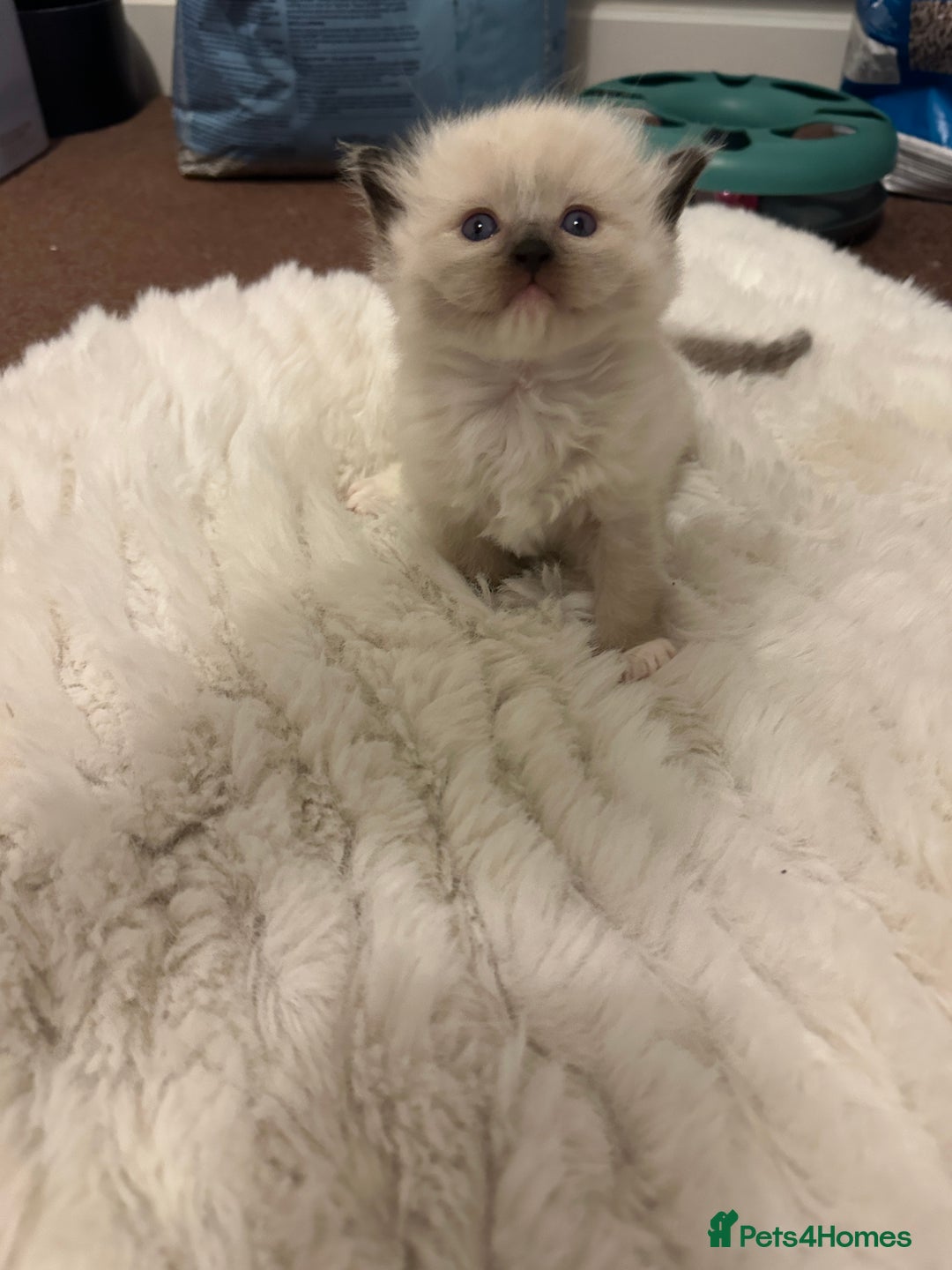 Ragdoll cats for sale: 🥰🥰🥰ONLY 2 left stunning beautiful babies 🥰🥰🥰 - Advert 10