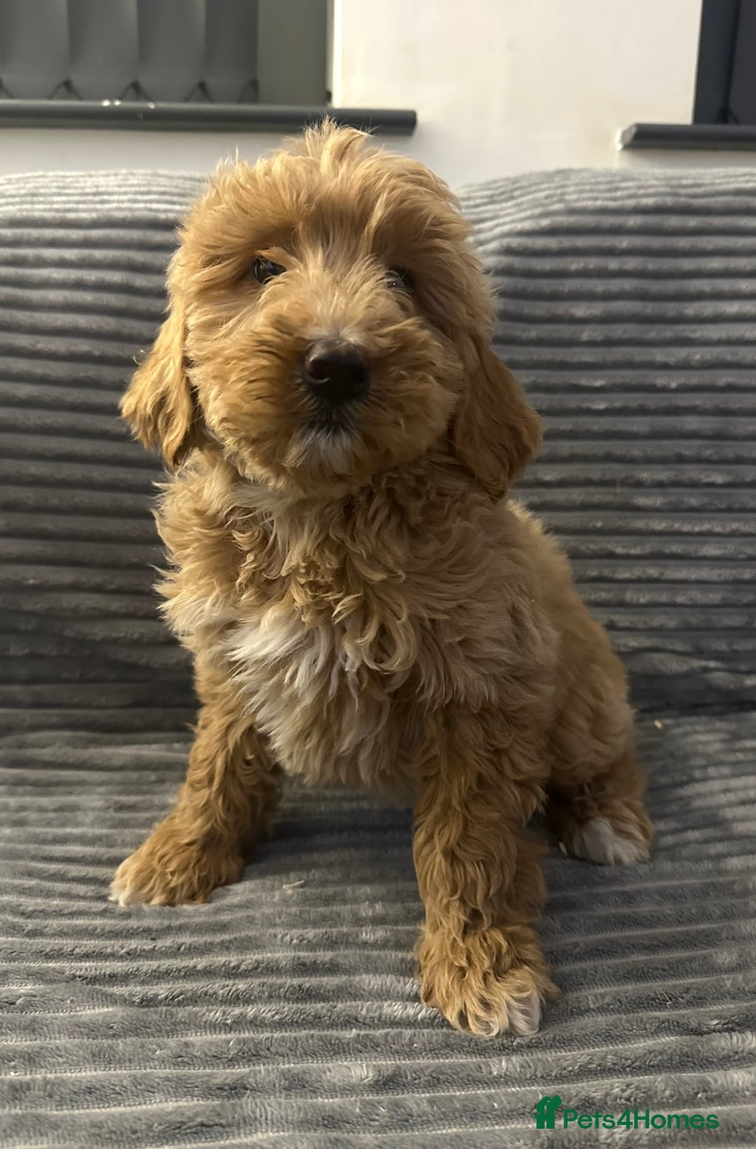 Goldendoodle dogs for sale: Adorable golden doodles - Image 16