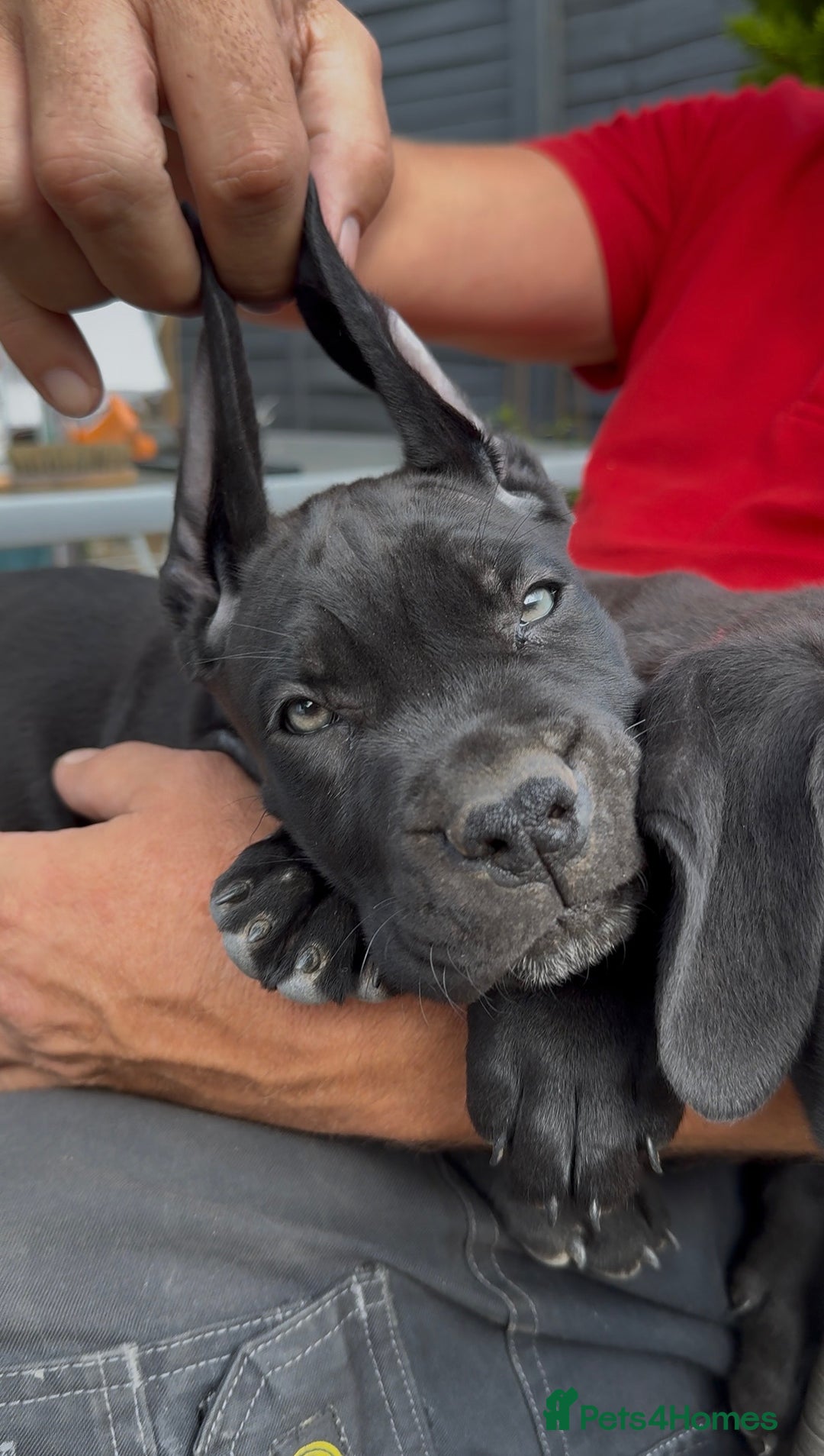 Cane Corso dogs for sale: Romanian Champion Bloodline Litter  - Image 1