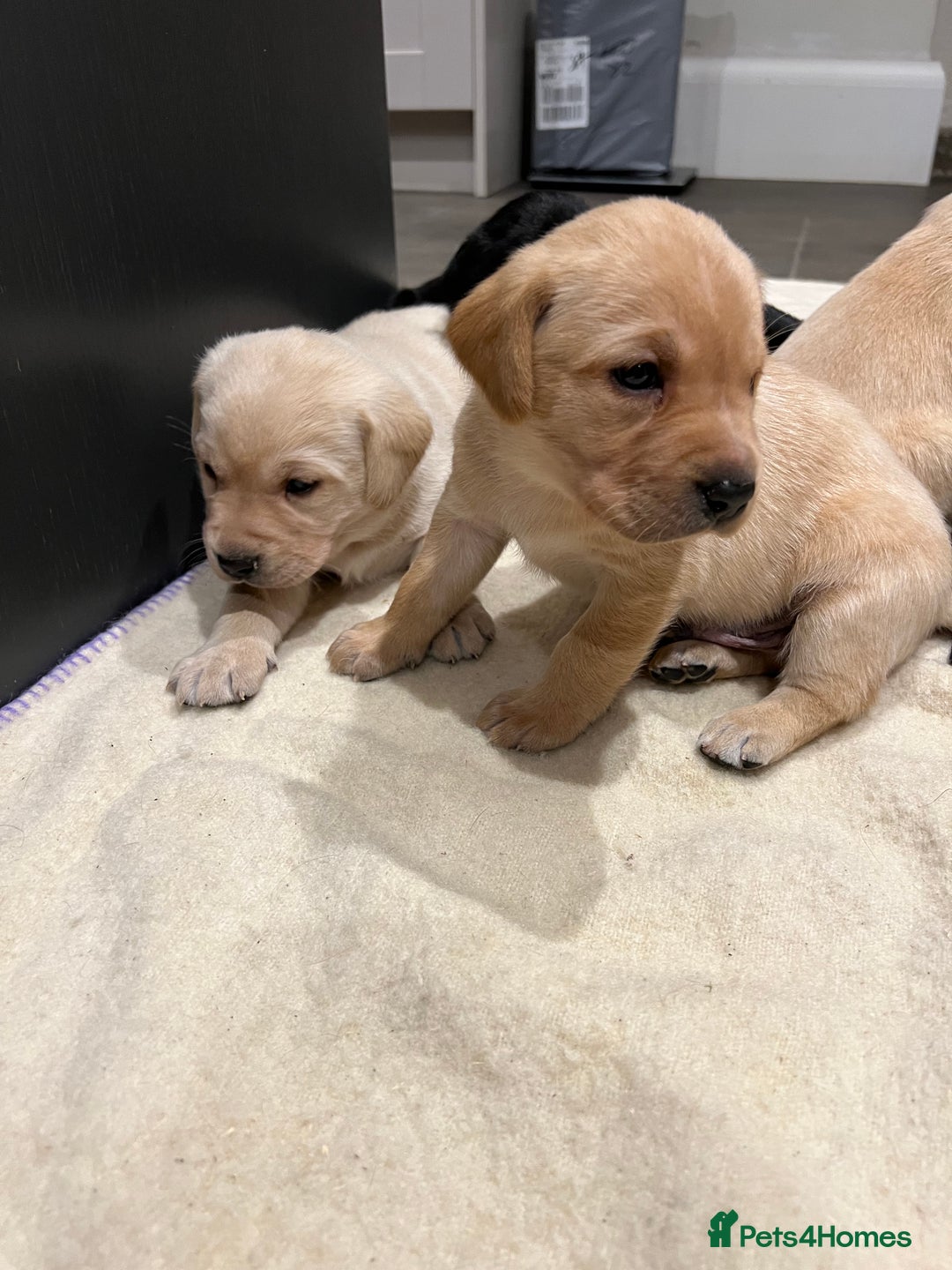 Labrador Retriever dogs for sale: 1 golden/ yellow boy Labrador puppies left - Advert 9