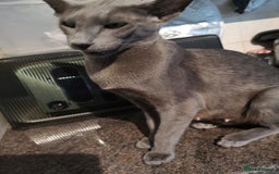 Oriental cats for sale: GCCF Reg. Oriental Blue - Image 5