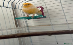 Canaries birds for sale: Cannery - Image 2