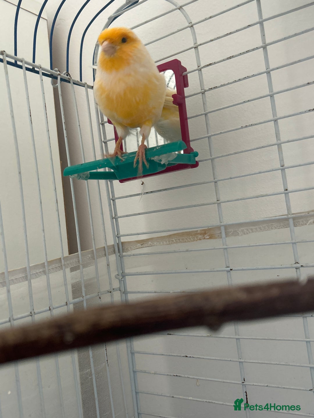 Canaries birds for sale: Cannery - Image 2