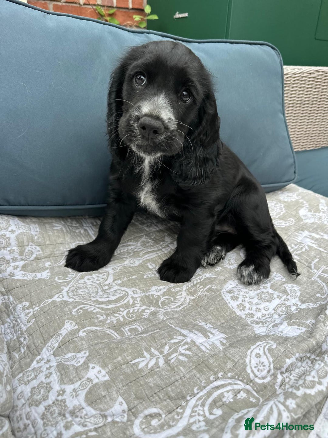 Cocker Spaniel dogs for sale: Stunning KC registered Working Cocker Spaniels  - Image 33