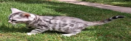 Bengal cats for sale: Stunning snow/silver Bengal kittens - Advert 11