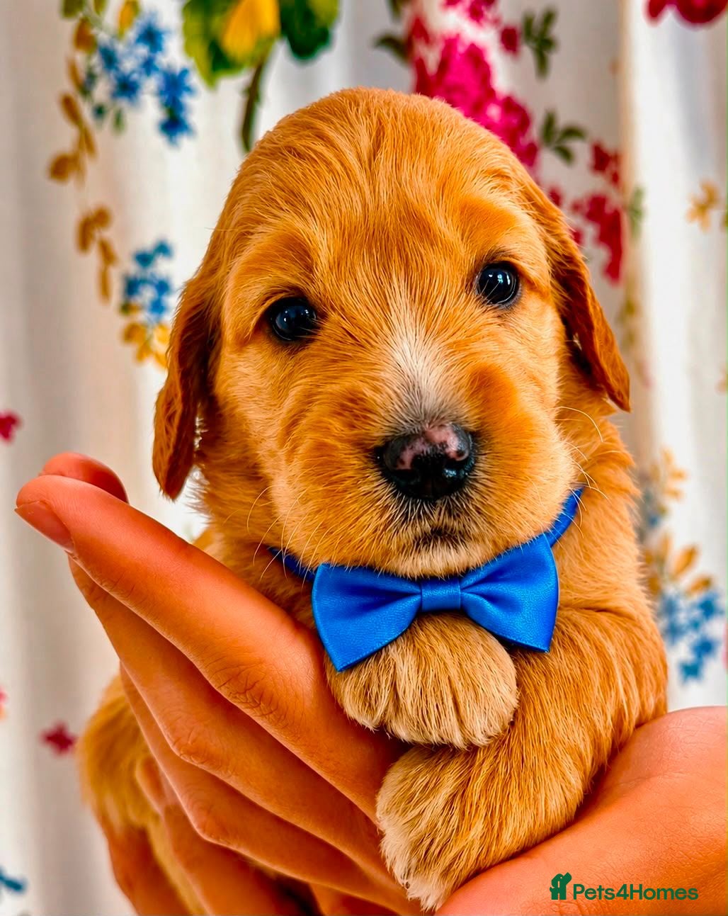 Goldendoodle dogs STUNNING AUSTRALIAN GOLDENDOODLE PUPPIES! - Advert 2
