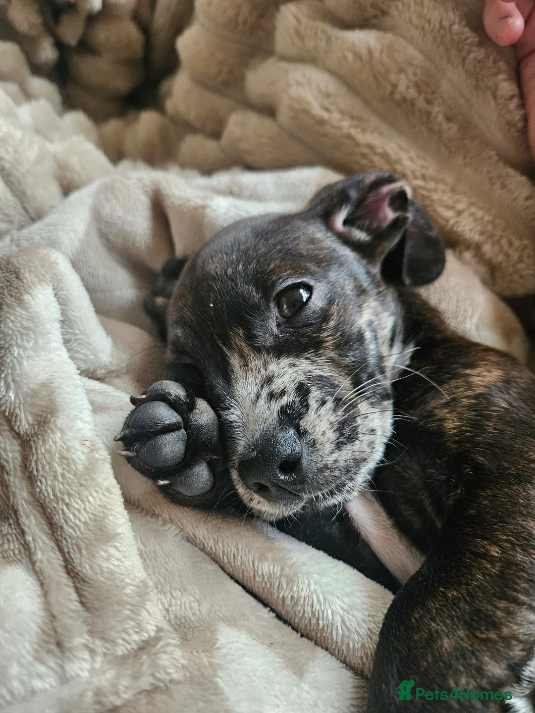 Mixed Breed dogs for sale: French wheener - Advert 3