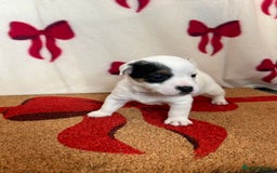 Jack Russell dogs for sale: Short legged true to type Jack Russell Puppies  - Image 3