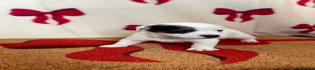 Jack Russell Puppy 3