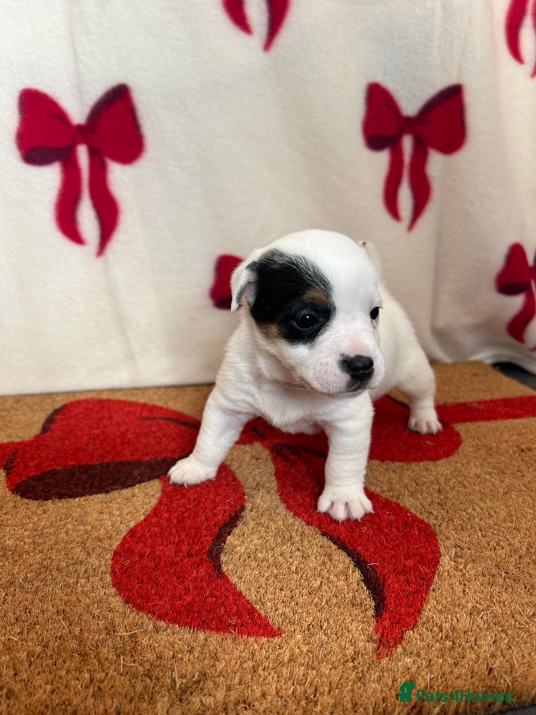 Jack Russell dogs for sale: Short legged true to type Jack Russell Puppies  - Image 3