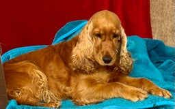 Cocker Spaniel dogs for adoption: Hazel’s Story: Left Behind, Fighting to Survive - Image 4