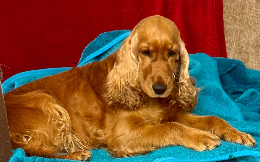 Cocker Spaniel dogs for adoption: Hazel’s Story: Left Behind, Fighting to Survive - Image 4