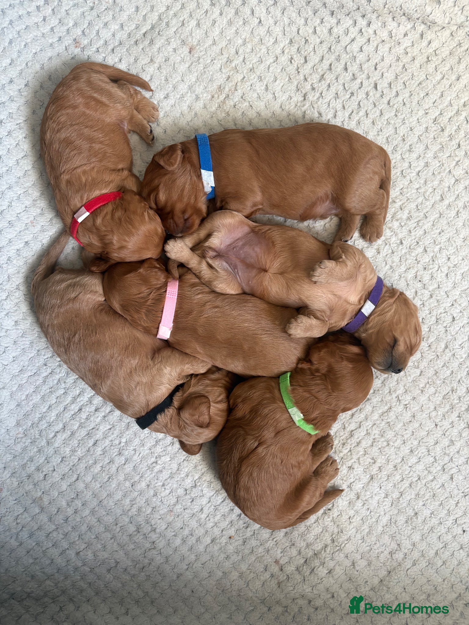 Cavapoo dogs Cavapoos K C reg parents health tested - Advert 1