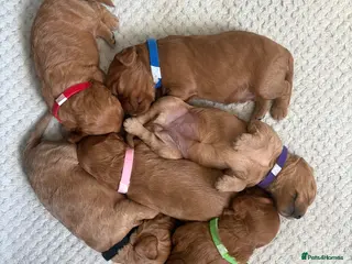 Cavapoo dogs Cavapoos K C reg parents health tested - Advert 6