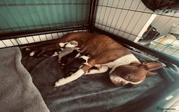Boston Terrier dogs for sale: Beautiful Boston Terrier Puppies - Image 1