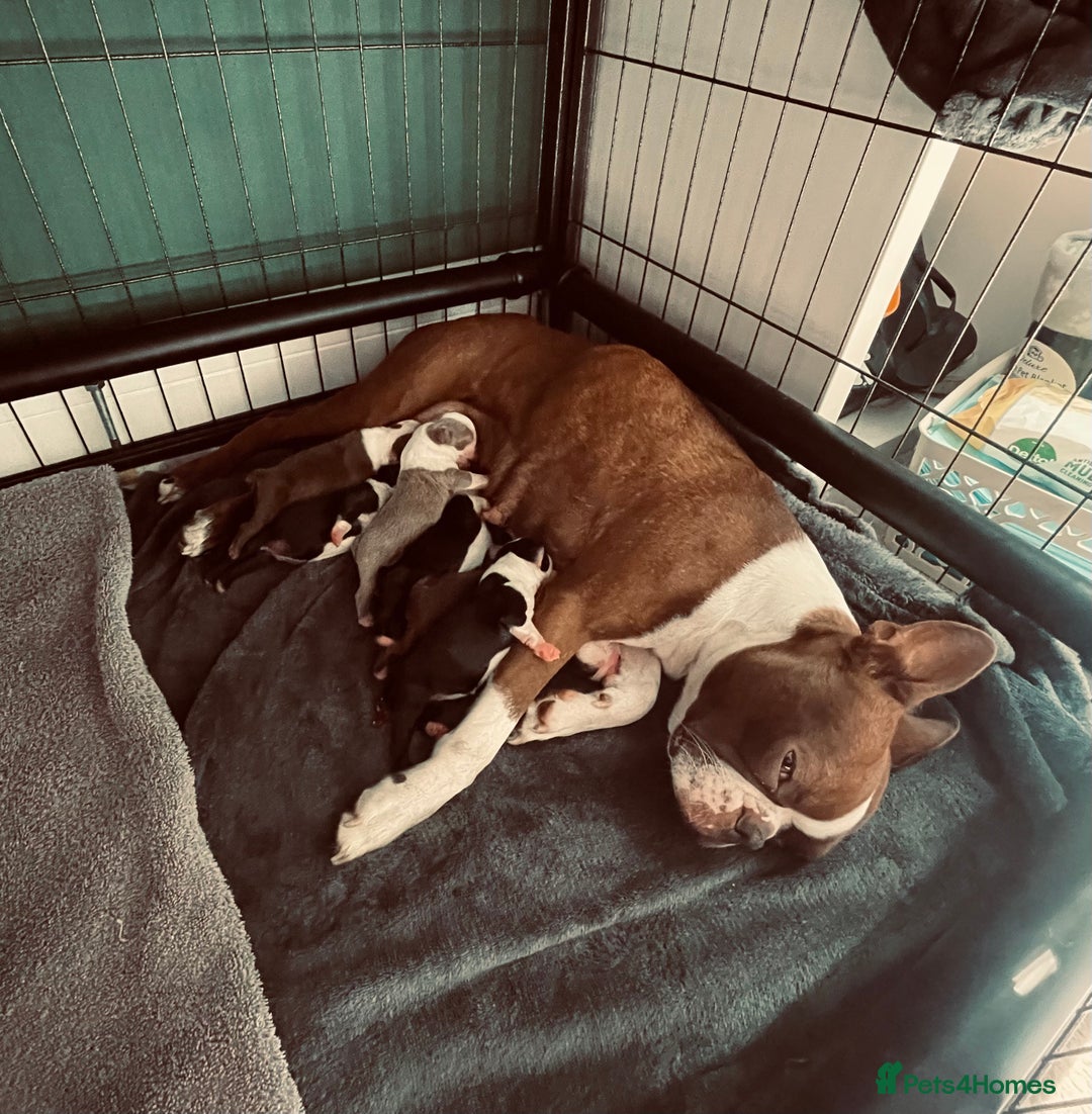 Boston Terrier dogs for sale: Beautiful Boston Terrier Puppies - Image 1