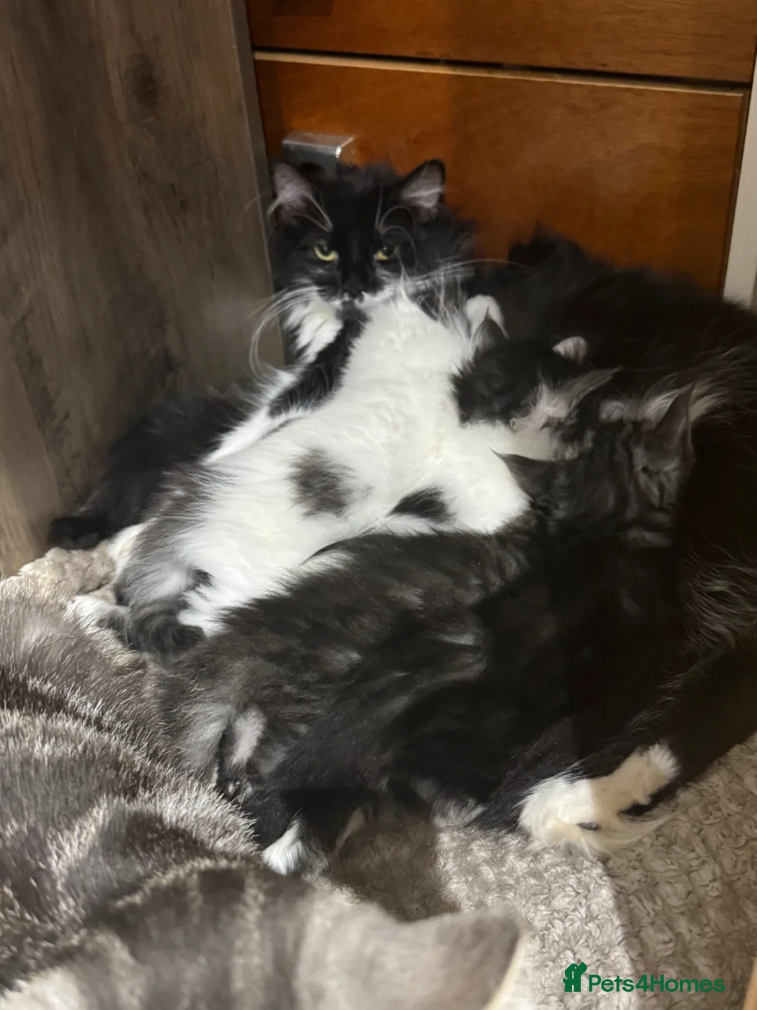 Maine Coon cats for sale: 3/4 Maine coon  - Advert 26