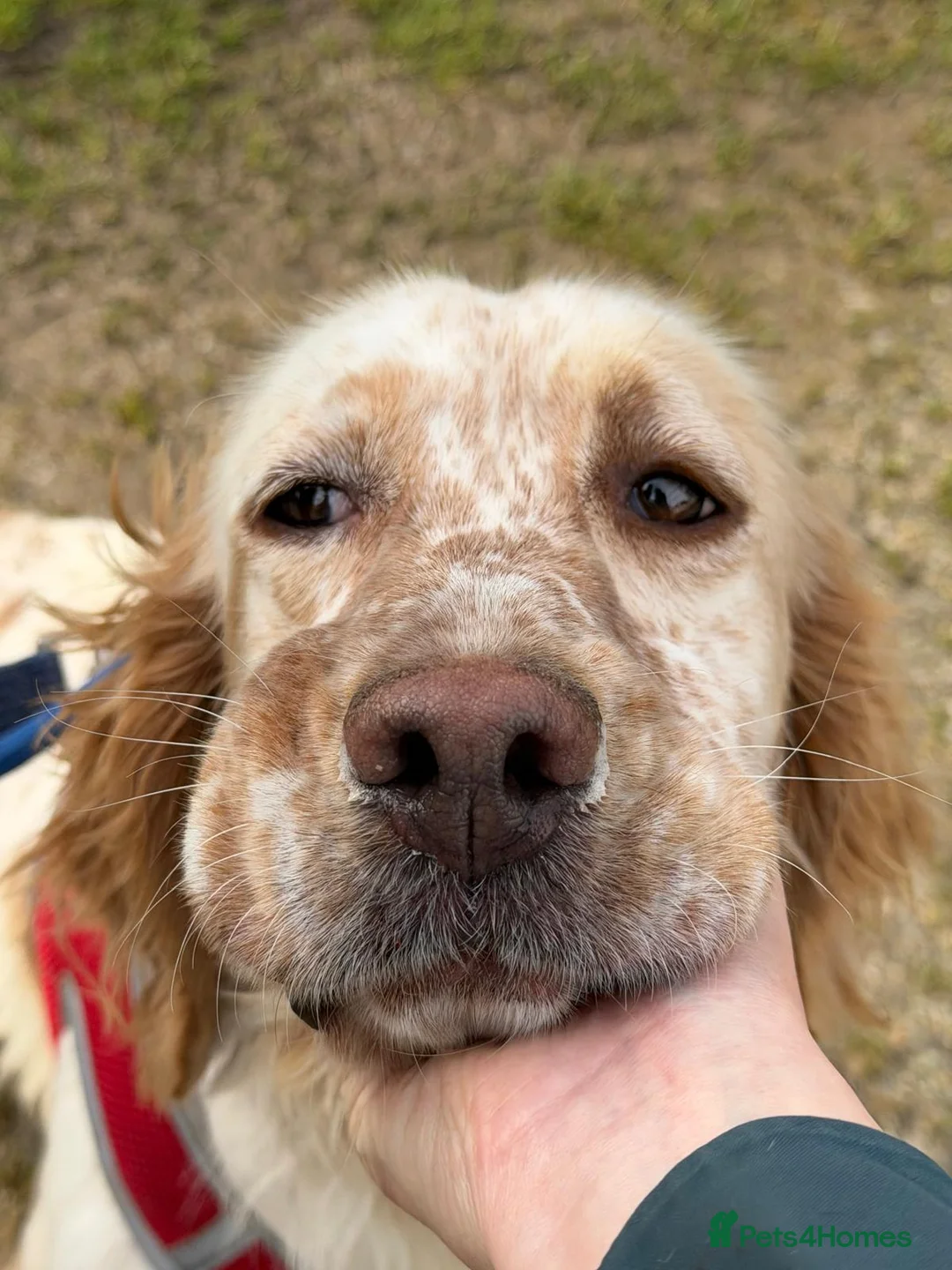 English Setter dogs for adoption: Oleo  - Advert 4