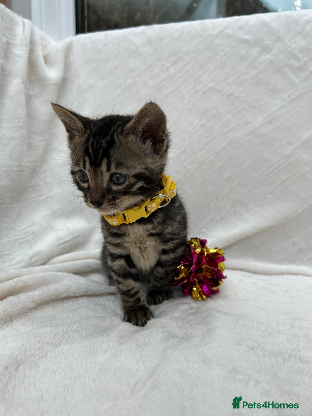 Bengal cats for sale: ❤️ GORGEOUS PURE BENGAL KITTENS ❤️ - Image 5