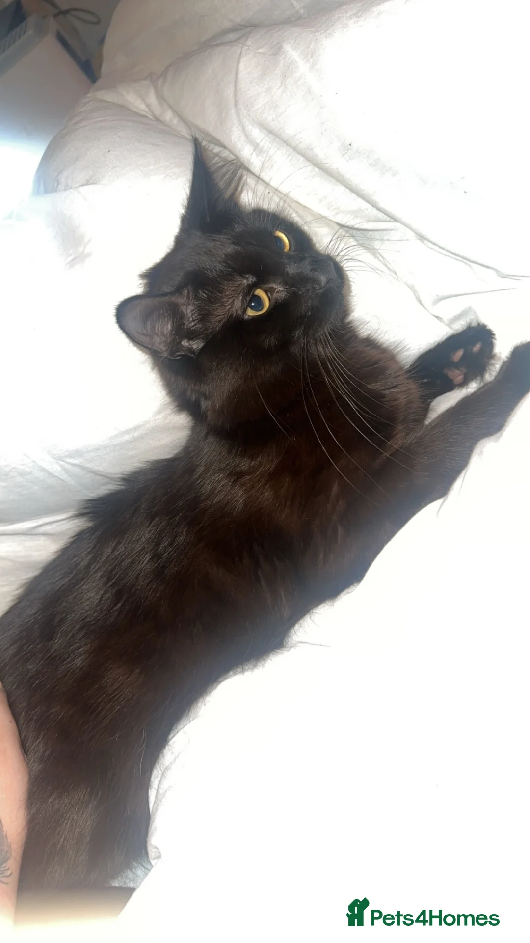 Mixed Breed cats for sale: 2 cats for sale  in Bury - Advert 4