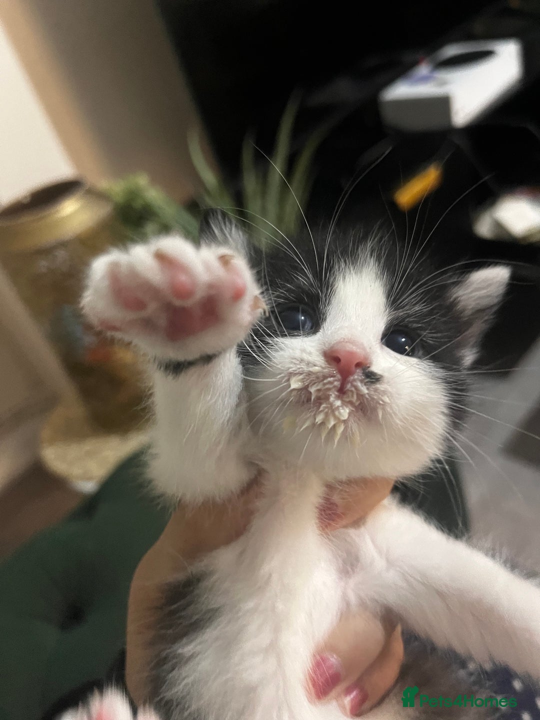 Mixed Breed cats for sale: Kittens for sale  - Image 12