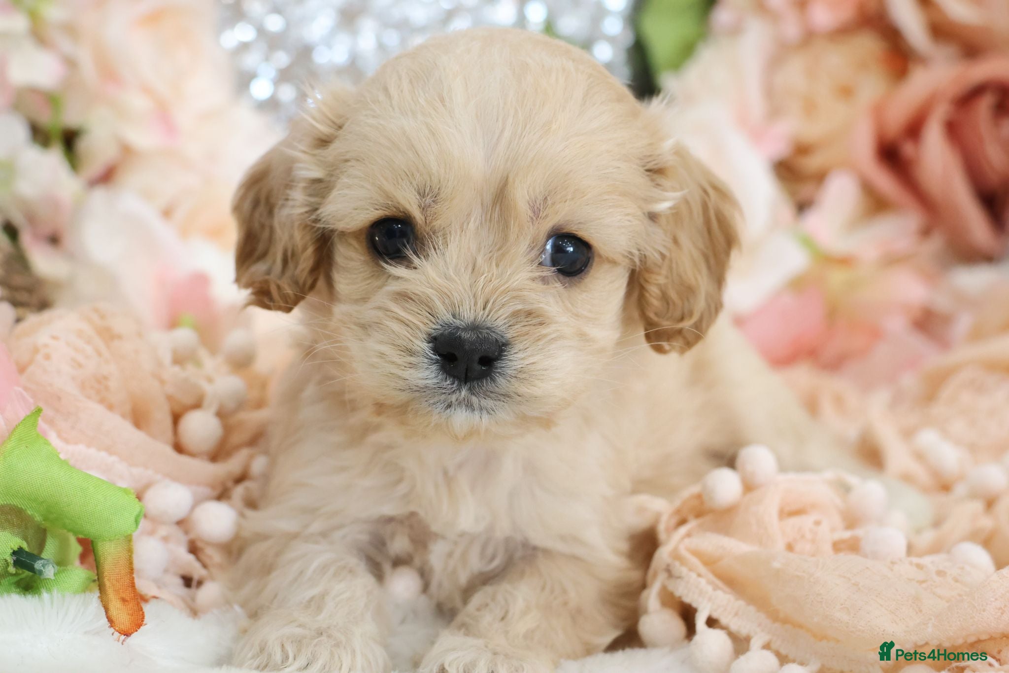 Cavapoo dogs *HEALTH TESTED*  F1 Cavapoos - Advert 2
