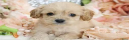 Cavapoo dogs for sale: *HEALTH TESTED*  F1 Cavapoos - Advert 2