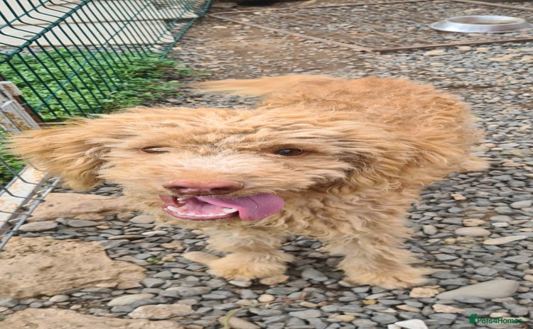 Mixed Breed dogs - Advert 16