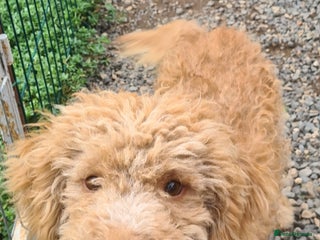 Mixed Breed dogs - Advert 35