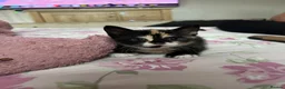 Mixed Breed cats for sale: 1 female kitten - Advert 3