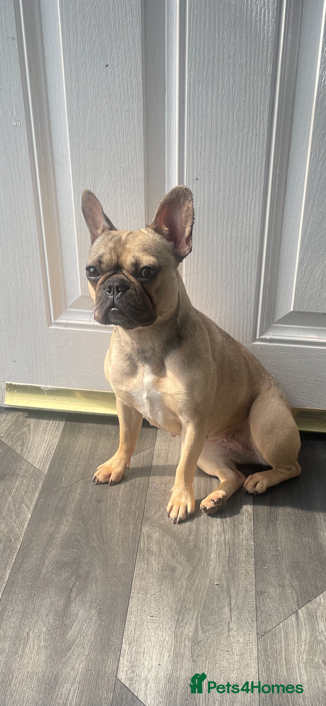 French Bulldog dogs for sale: Female French bulldog  - Advert 6